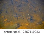 School of Golden Shiners (Notemigonus crysoleucas) along Cranberry Bog Trail at Killarney Provincial Park during Summer