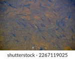 School of Golden Shiners (Notemigonus crysoleucas) along Cranberry Bog Trail at Killarney Provincial Park during Summer