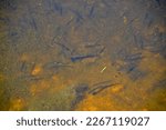 School of Golden Shiners (Notemigonus crysoleucas) along Cranberry Bog Trail at Killarney Provincial Park during Summer