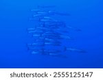 School of great barracudas in Red Sea near Brothers Islands, Egypt