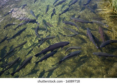 School Of Healthy Trout At A Fish Hatchery