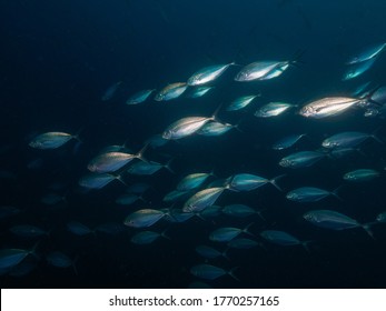 A School Of Herring Scad