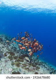 School of Humpback red snapper in coral reef (Rangiroa, Tuamotu Islands, French Polynesia in 2012)