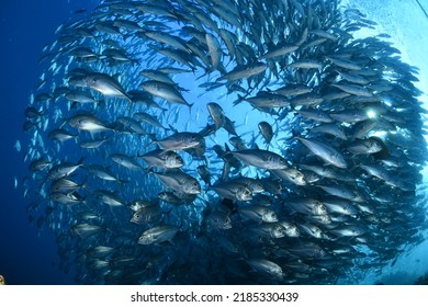 School Of Jack Fish And Diver In Sipadan