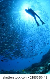 School Of Jack Fish And Diver In Sipadan