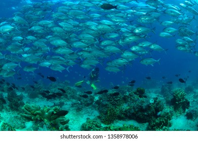 School Of Jack Fish In Sipadan
