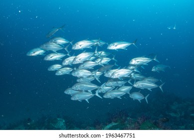 School Of Jack Fish Swimming Together