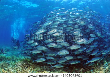 school of jack fishes in sipadan island
