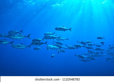 School of jackfish with ray of light in the ocean at Losin, Thailand