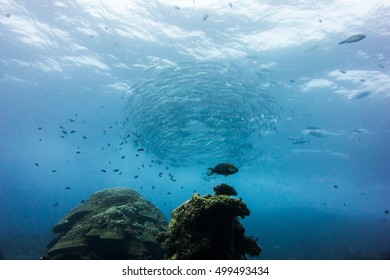 school of  Jacks fish
