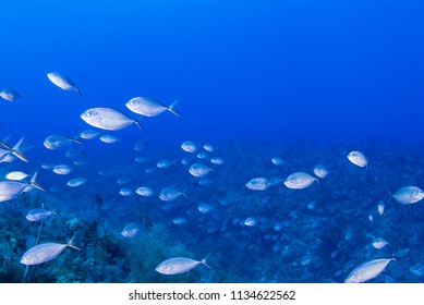 A School Of Jacks Are Going About Their Business On The Tropical Reef Of Grand Cayman. These Fish Like To Live In A Specific Area And Are A Valuable Part Of The Natural Food Chain