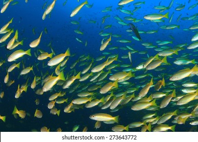 School Juvenile Bigeye Snapper Fish Underwater