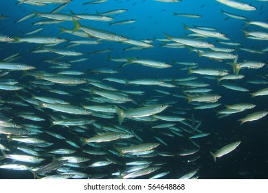 School Juvenile Yellowtail Barracuda Fish Fish Stock Photo 564648868 ...