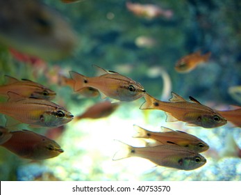 School Of Killifish