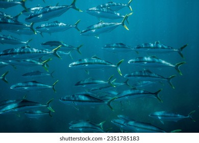 A school of king fish (another name is yellowtail amberjack) in the ambient light. - Powered by Shutterstock