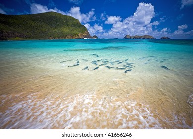 School Of King Fish At Lord Howe Island