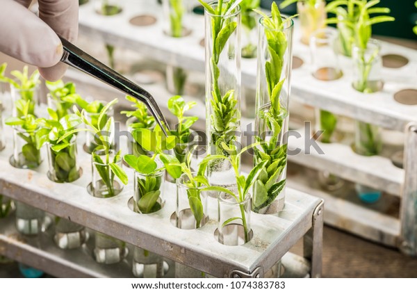 School lab\
exploring new methods of plant\
breeding