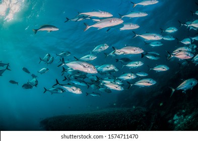 School Of Large Pelagic Fish Swimming Together In Clear Blue Ocean, With Sun Beams Shining Through The Surface