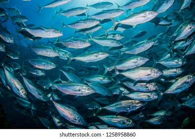 School Of Large Silver Fish Swimming Together In Sync