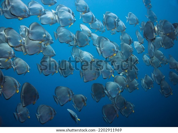 A school\
of large Spadefish swimming in the blue with silver bodies and\
yellow fins filling the frame swimming\
away