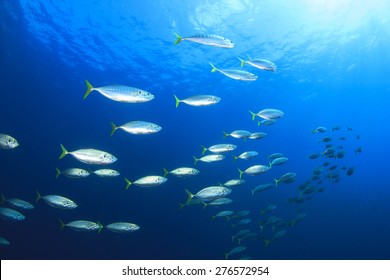 School Mackerel Fish Underwater