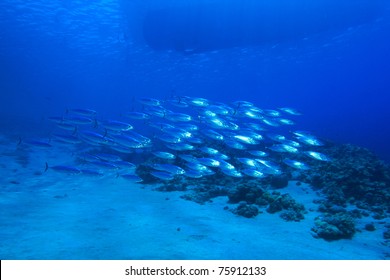 School Of Mackerel Tuna Below Fishing Boat