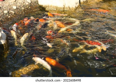 School Of Many Koi Carp Fish Fighting For Food In The Pond