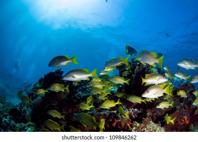 School Masters Swimming Over The Reef In The Cancun Underwater Museum