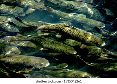 School Of Meramec River Trout 