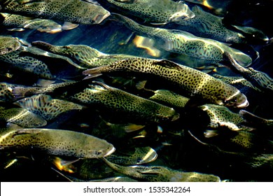 School Of Meramec River Trout 