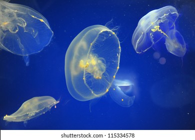 School of moon jellyfish against blue background
