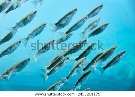 school of mullet swimming on the surface.Mediterranean Sea