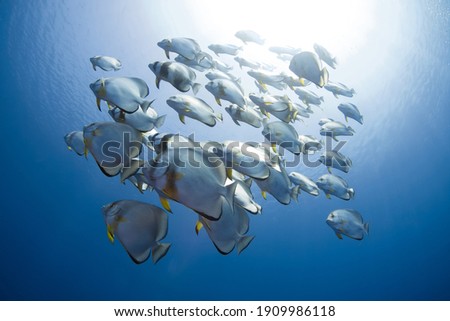School of Orbicular batfish (Ras Mohammed, Red Sea, Sharm El Sheikh, Egypt)
