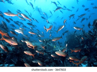 School Of Pacific Creole Fish, Paranthias Colonus, A Member Of The Anthia Family On A Galapapgos Dive Site.