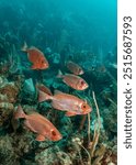 School of pale orange bigeye fish facing right hovering over rocky coral reef with dusky blue sea in background