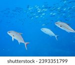 A school of the powerful Greater amberjack attacking a large school of Chicken grunt, 

At Marunegahama beach, Shikinejima, Izu Islands, Tokyo.
Photo Taken November 1-5, 2023.
by underwater photograph