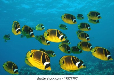 School Of Raccoon Butterfly Fish