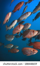 School of Red Fish: Crescent-tailed Bigeyes