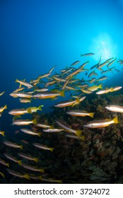 School reef fish