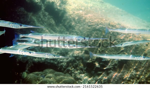 School of\
reef needlefish or Belonidae hunting on a coral reef. Snorkeling\
scuba and diving background. Underwater photo of marine wild life.\
Group of predator fishes swimming in sun\
rays