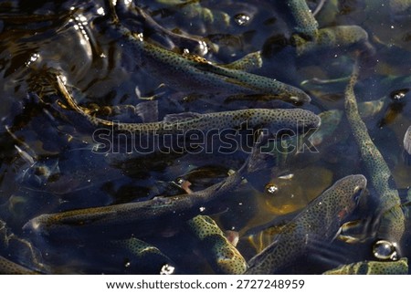 school of salmon in a river