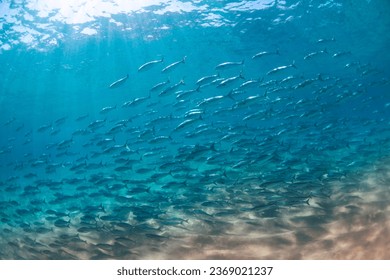 A school of salmon swimming in the clear water, Australia