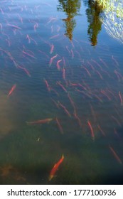 School Of Salmon Swimming Upstream