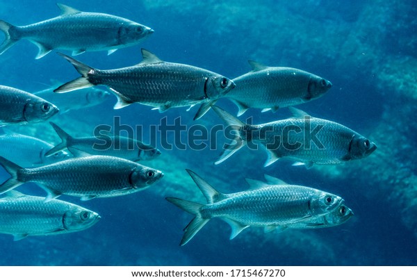 School of\
sardines swimming from left to\
right