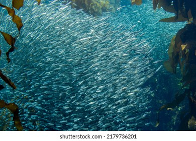 A School Of Sardines Swimming Underwater