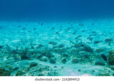 School Of Sargent Fish In Crystal Clear Waters Of Cozumel Snorkel