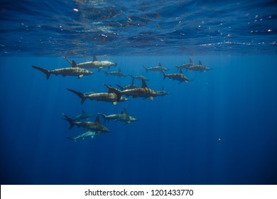 A School Of Scalloped Hammerhead Sharks
