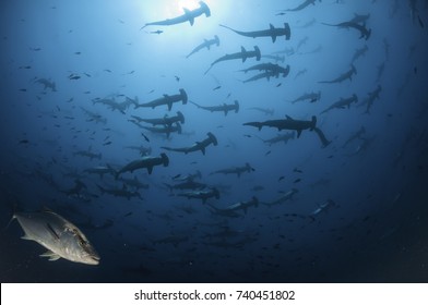 School Of Scalloped Hammerhead Sharks Swimming Overhead At The Dive Site 