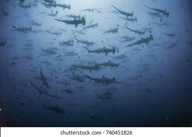 School of scalloped hammerhead sharks swimming overhead at the dive site "Alcyone" Cocos Island, Costa Rica.
