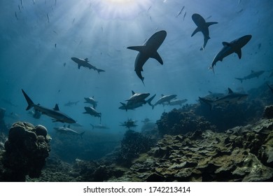 School Of Sharks Swim Overhead, Shark Attack, Shiver, Pack, Hunting, Ningaloo Reef, Western Australia
